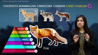 Taxonomy and Taxonomic Hierarchy Biological Classification of Living Things [upl. by Liw223]