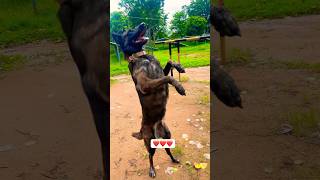 Belgian malinois training dog🇮🇳 youtubeshorts germanshepherd viralvideo malinois trending [upl. by Balliol]