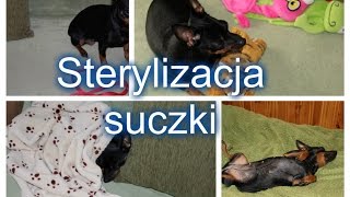 Sterylizacja Sonii [upl. by Enined]