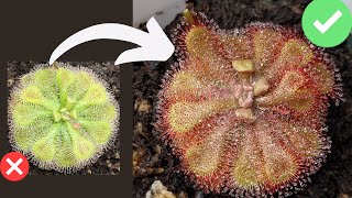 TOP 7 Beginner Mistakes When Growing Sundews Drosera Care  Tips [upl. by Ahsieym]