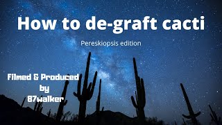 Introduction on how to de graft cacti  Pereskiopsis edition [upl. by Yramliw]