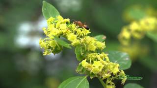 Insect Visitors of Jarusalem Thorn Paliurus spinachristi [upl. by Anahsor]