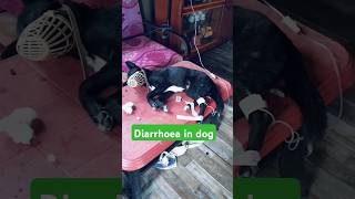 diarrhoea in dog  diarrhoea treatment in dog  diarrhoea diarrheatreatment shirtvideo jmkvet [upl. by Janessa]