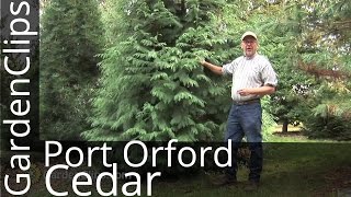 Port Orford Cedar  Chamaecyparis lawsoniana  How to grow Port Orford Cedar [upl. by Namrej520]