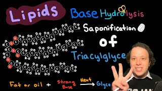 Lipids Saponification of Triacylglycerides [upl. by Enelcaj201]