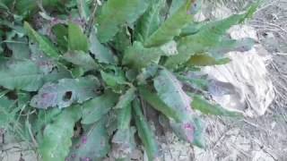 Λάπαθο  Rumex [upl. by Leay]