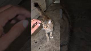 Petting fluffy talkative cat 😺🐈 cat catmeow catlovers catlover meowing meow [upl. by Gaye]