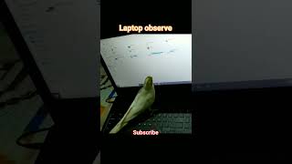 cockatiel er laptop shorts viralshort [upl. by Templeton415]