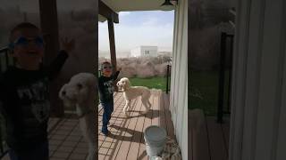 Tumbleweed Stampede in Idaho funnykid hilarious highwinds windstorm crazyweather idaho laugh [upl. by Tdnerb94]