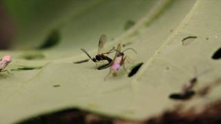 Cotesia vestalis attacking on DBM larva [upl. by Sabec]