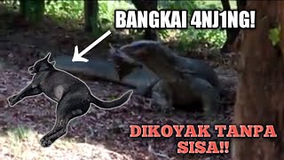 S4D1S‼️ BIAWAK SEBESAR KOMODO MAKAN B4NGK41 4NJ1NK [upl. by Bozuwa]