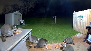 One Of The Families Of The Racoons Here [upl. by Ajam]