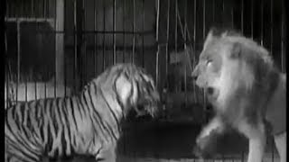 Tiger vs Lion  Ultimate Killer Vs The Ultimate Warrior [upl. by Engdahl842]