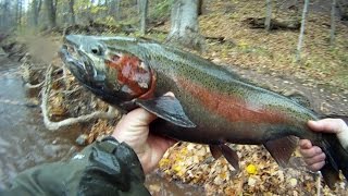 Oak Orchard STEELHEAD [upl. by Craggie]