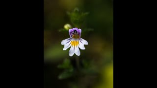 21 Euphrasia  Homeopathic Remedy [upl. by Shanleigh]