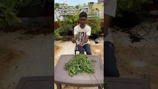 How to grow Dwarf copper leaf or water amaranth or sessile joyweed from cuttings [upl. by Aratehs831]