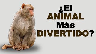 🐒 ¿Cómo VIVEN los MONOS en su HÁBITAT NATURAL y Cómo NACEN Estos PRIMATES  Animales Salvajes [upl. by Yeoj]