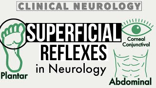 SUPERFICIAL REFLEXES  Corneal amp Conjunctival Reflex  Gag Reflex  Abdominal Reflex  Cremasteric [upl. by Atteyram]