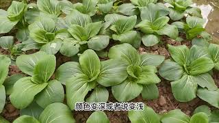 黑油菜品质如何区分，四季油菜和冬季油菜的区别 [upl. by Lianna]