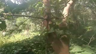 sumne time passvairalvideo natureandhisbeautifulthings duet explorethebeautyofnature akkialur [upl. by Eeram]