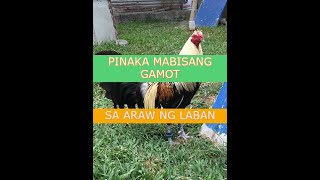 PINAKA MABISANG GAMOT PARA SA ARAW NG LABAN  TUKAAN  BAKBAKAN  ONLINE SABONG  SABONG TIPS [upl. by Nagn]