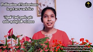 How to pollinate Anthuriums to get new varieties ඇන්තූරියම් පරාගනය කරන්නේ කෙසේද [upl. by Holms]