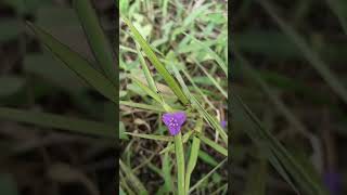 Cyanotis axillaris flowers [upl. by Theobald57]