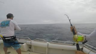 Switch Baiting  Bermagui Marlin Fishing  Head Hunter Charters [upl. by Yrdnal]