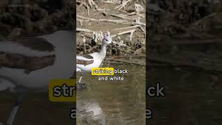 Info about Avocet 🦅 revealed animals animal wildlife avocetbird birds bird [upl. by Aivartal]