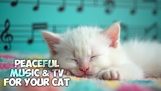 Cat Calming Music PROMOTE CALMNESS 😻 Ambient Songs Help Calm Cats 982 Calm RATED [upl. by Rush]