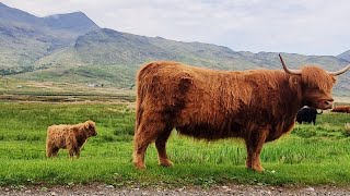 SOLO CAMPING EXPLORING MULL SCOTLAND [upl. by Nylirek179]