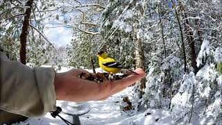 American Goldfinch April 23 2020 [upl. by Mather500]