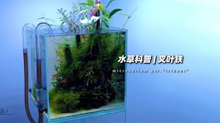 水草科普  叉叶铁皇冠，特别值得安利的一种水草！ [upl. by Newg]