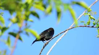 Brownheaded Cowbird [upl. by Pylle357]