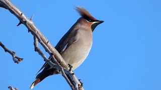 The Waxwing and its call HD [upl. by Luhem]