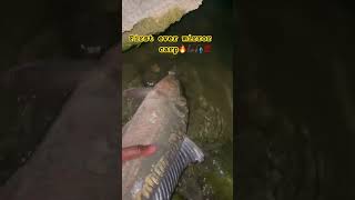 denver fishing fishingvideo nightfishing carpfishing carpfishing shortsviral [upl. by Neemsaj]