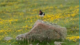 What does an oystercatcher sound like [upl. by Yatnahc]