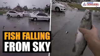 Fish rain in Iran Viral video shows fish falling from sky [upl. by Aihcsrop]