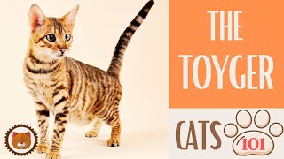 🐱 Cats 101 🐱 TOYGER CAT  Top Cat Facts about the TOYGER [upl. by Neelra589]