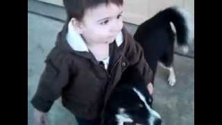 Fully grown pomsky dog playing with toddler [upl. by Leonie402]