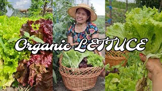 ORGANIC LETTUCE FOR SOUP MANGUNGUHA TAYO [upl. by Habeh]