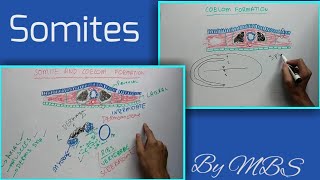 somite and coelom formation [upl. by Yorgen]