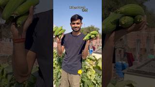 Ridge Gourd Harvest ridgegourd harvest youtube trending garden [upl. by Dorolice]