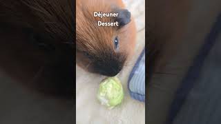 Une journée avec noisette pets cute animals animals animauxmignons funny [upl. by Swerdna]