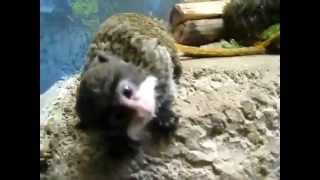 Emperor Tamarin Monkey video [upl. by Bilbe573]