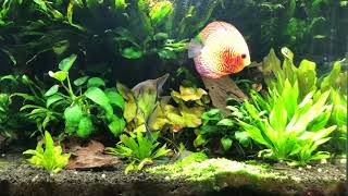 Clear evidence that fertilizer tabs of any kind are not needed in a planted aquarium using a plenum [upl. by Lema]