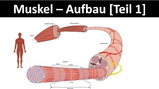 Aufbau des Muskels  Muskelanatomie  Skelettmuskel  Sarkomer Biologie  Sport Oberstufe 16 [upl. by Yartnod]