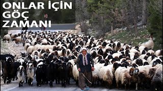 Sarıkeçili Yörüklerin 40 Gün Sürecek Göçü Başladı [upl. by Jelena]