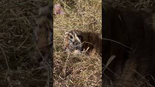 Cutest Tiger Cubs Barking Chi Chi in the Bush – A Wildlife Delight tiger tiger cubs notyetwild [upl. by Imoin587]