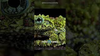 Mossy Frogs  Nature Quest Daily  shorts [upl. by Nida]